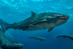 Meghalodon - najveći morski pas na svijetu Meghalodon - najveći morski pas na svijetu